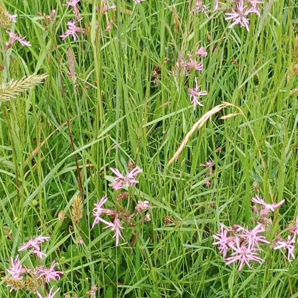 Silene flos-cuculi Habit