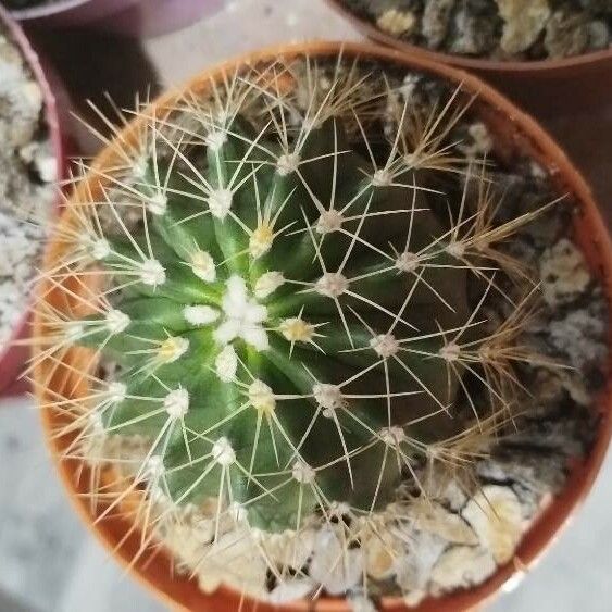 Echinocereus coccineus Folio