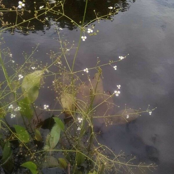 Alisma plantago-aquatica Fleur