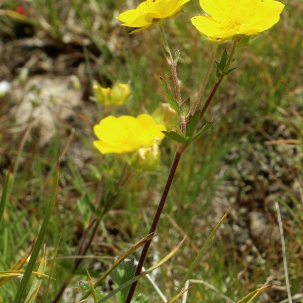 Potentilla grandiflora Flower