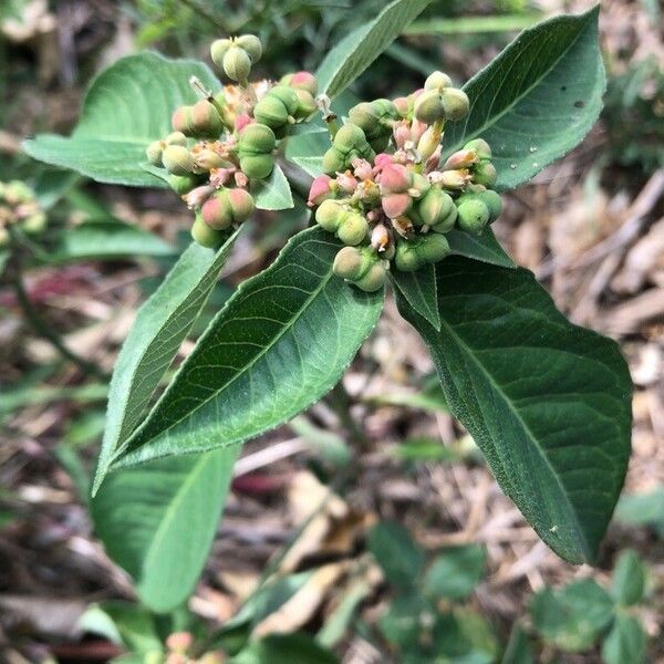 Euphorbia heterophylla Frukt