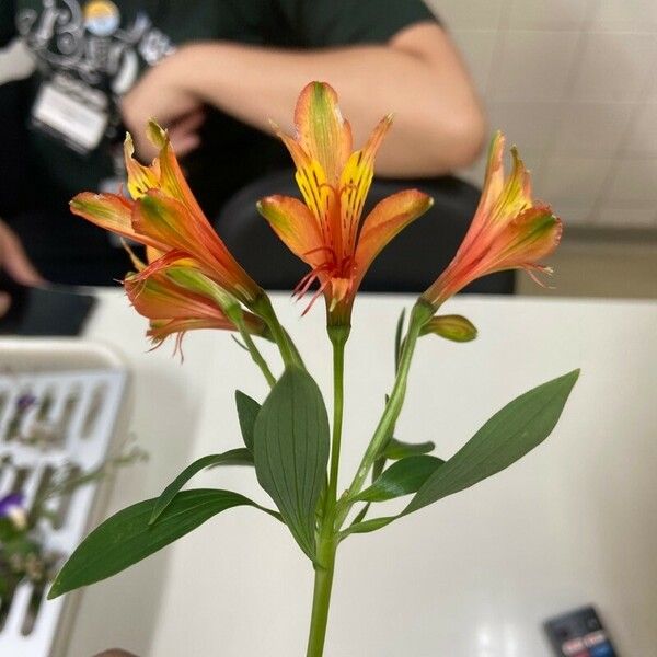 Alstroemeria ligtu Žiedas