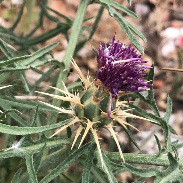 Centaurea calcitrapa Λουλούδι