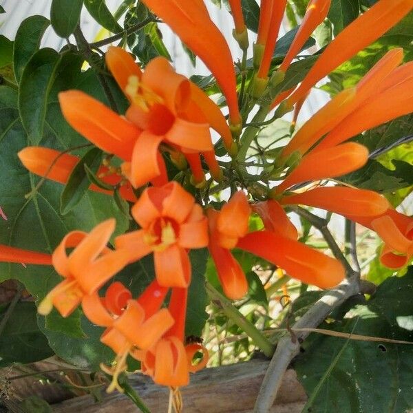 Pyrostegia venusta Flower