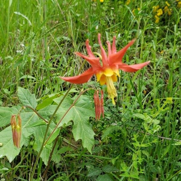 Aquilegia formosa Flor