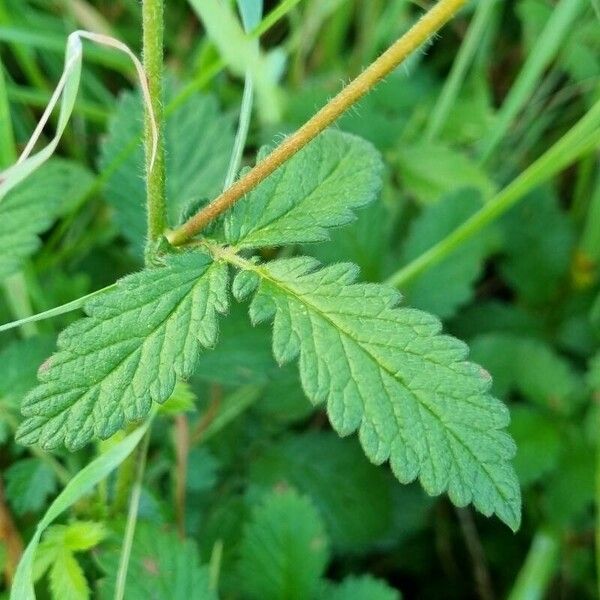 Agrimonia eupatoria Leaf