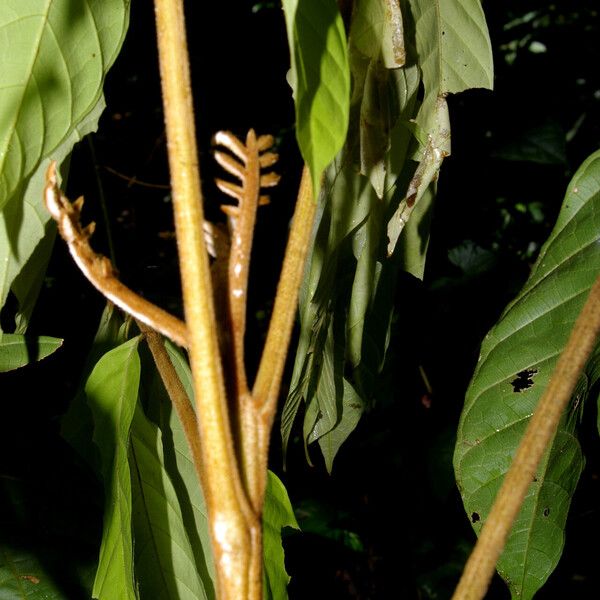 Cupania livida