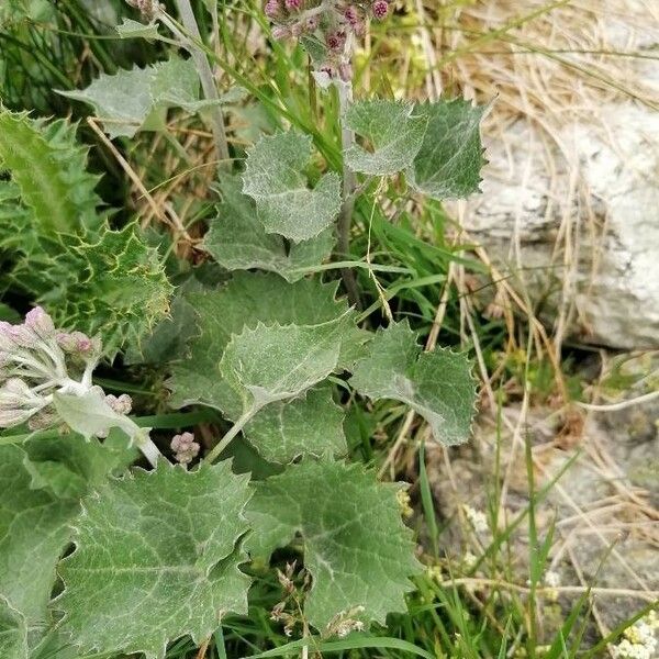 Adenostyles leucophylla Blad