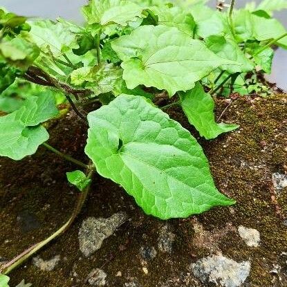 Mikania micrantha Leaf