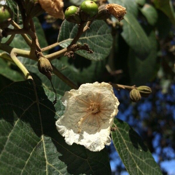 Cordia africana Flower