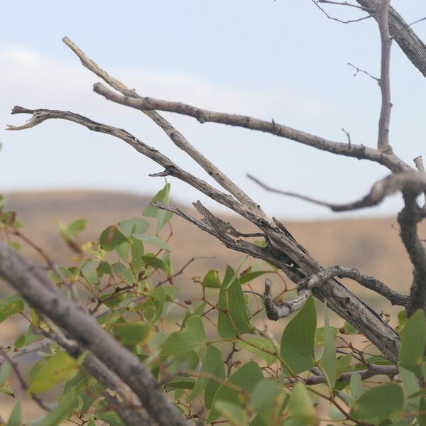 Colophospermum mopane Bark