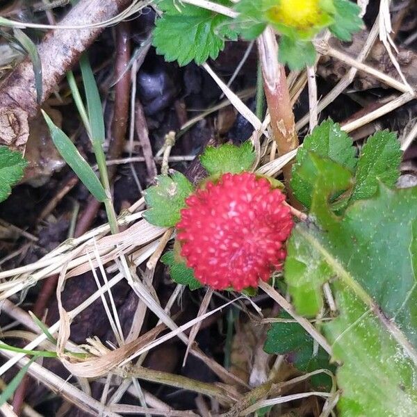 Potentilla indica Fruit