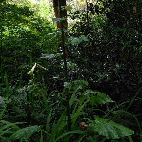 Cardiocrinum giganteum Habit