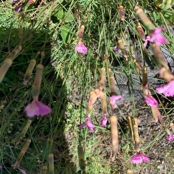 Dianthus sylvestris Õis