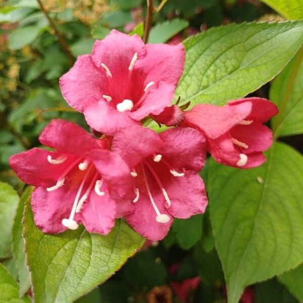 Weigela hortensis Květ