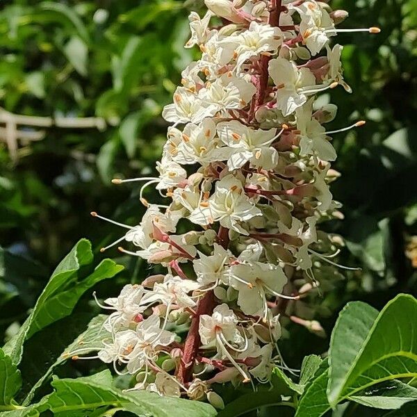 Aesculus californica Flower