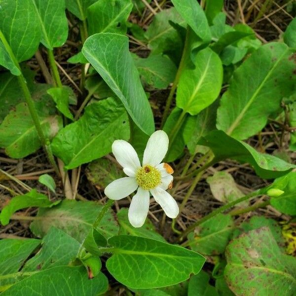 Anemopsis californica Flower