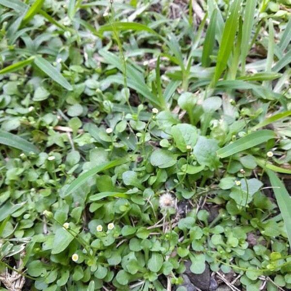 Erigeron bellioides Leaf