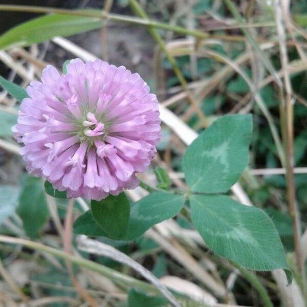 Trifolium pratense Õis