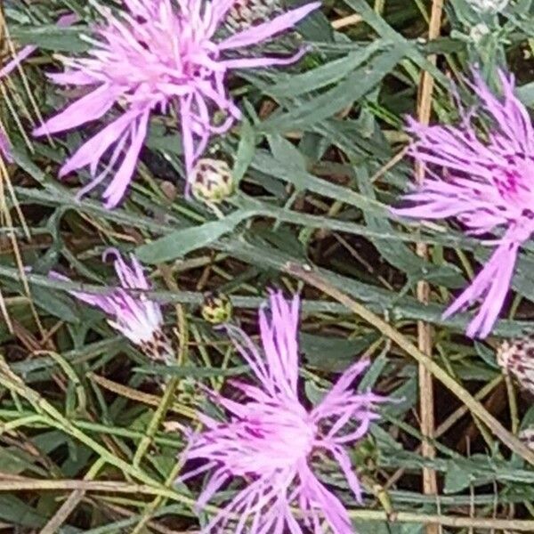 Centaurea stoebe Blüte