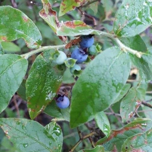 Vaccinium angustifolium Frukt