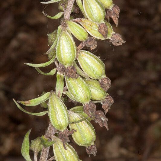 Epipactis purpurata फल