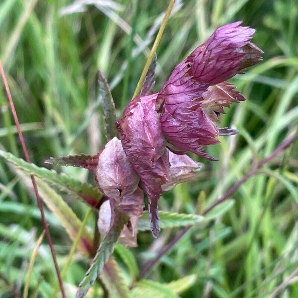 Rhinanthus minor Frukto