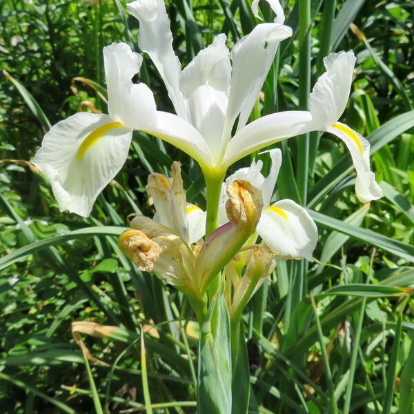 Iris orientalis Floro