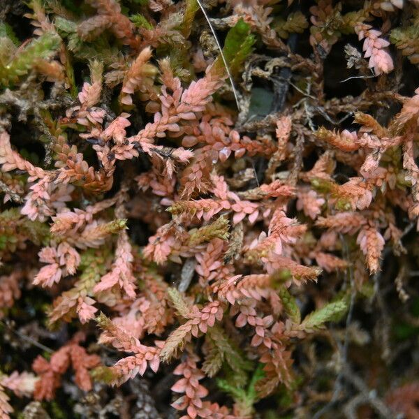 Selaginella denticulata Deilen