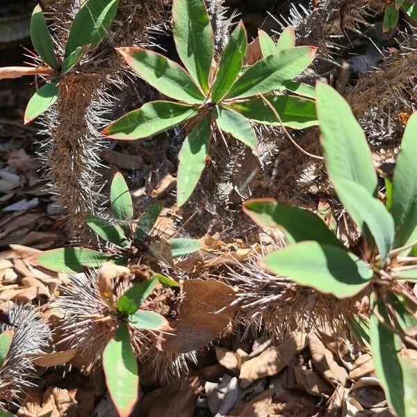 Euphorbia didiereoides Folla