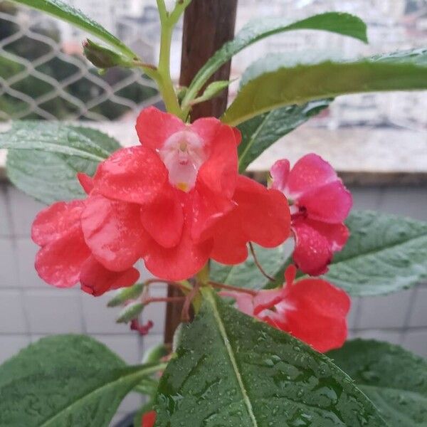 Impatiens balsamina Blomst