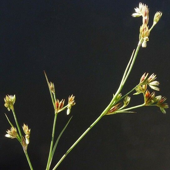 Juncus pygmaeus Diğer