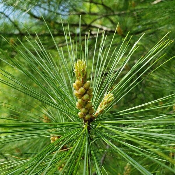Pinus strobus Annet