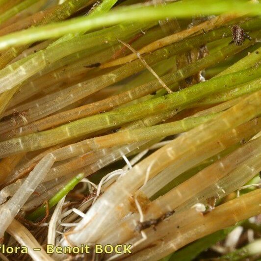 Eleocharis parvula Outro