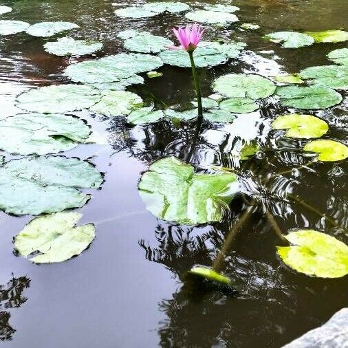 Nymphaea rubra Кветка