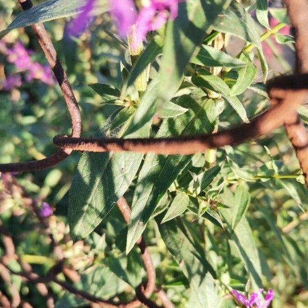 Lythrum virgatum Blad