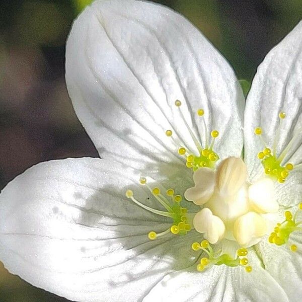 Parnassia palustris ফুল