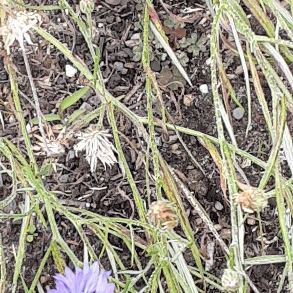 Centaurea cyanus Хабит