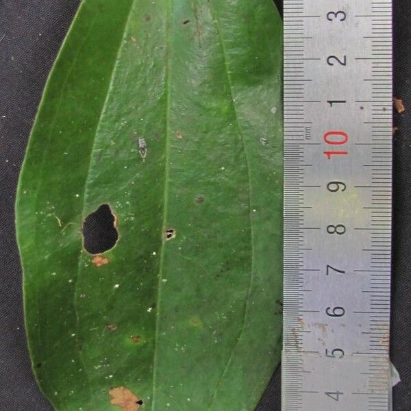 Smilax domingensis Muu