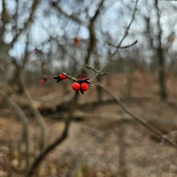 Euonymus atropurpureus Fruit