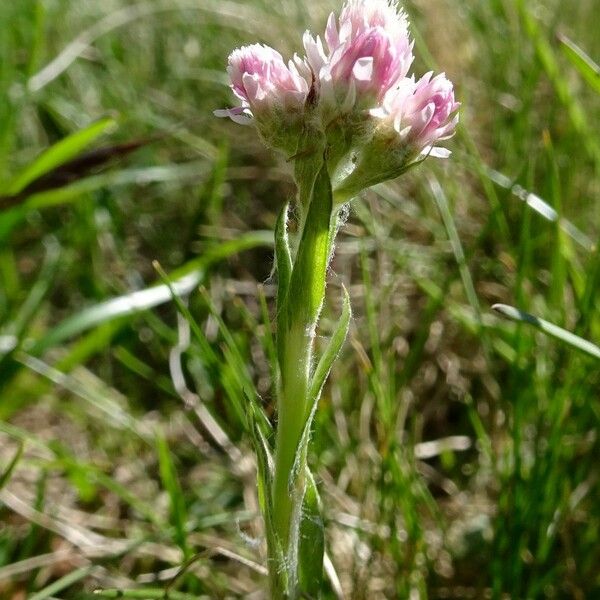 Antennaria dioica Blüte