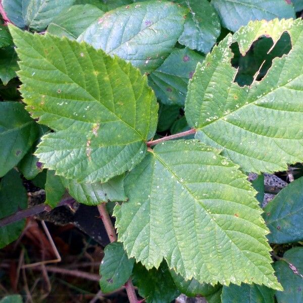 Rubus fruticosus Levél