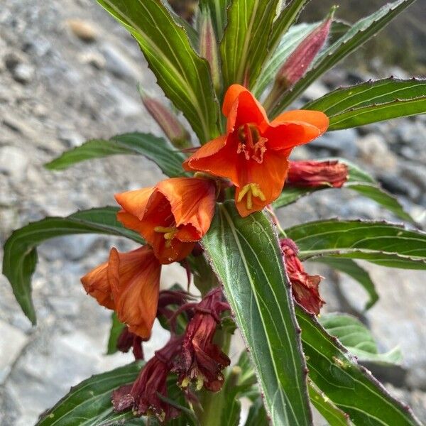 Oenothera versicolor Blomst