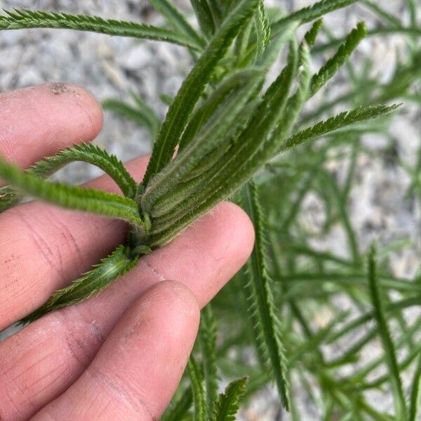 Achillea alpina 葉