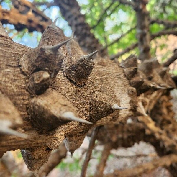 Zanthoxylum chalybeum बार्क (छाल)