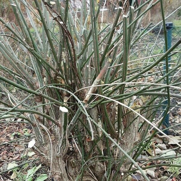 Euonymus latifolius Staniste