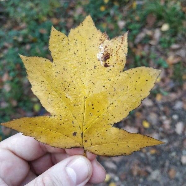 Sorbus torminalis Leaf