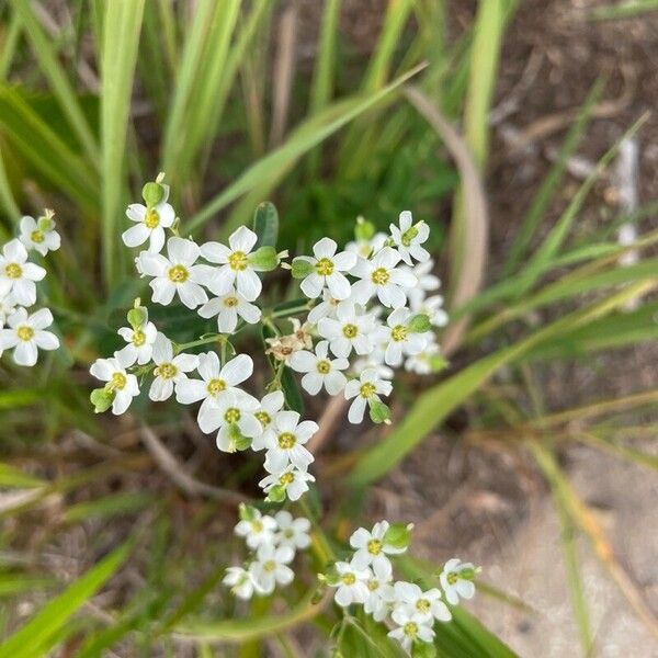 Euphorbia corollata 花