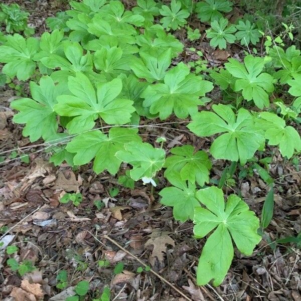 Podophyllum peltatum Lapas