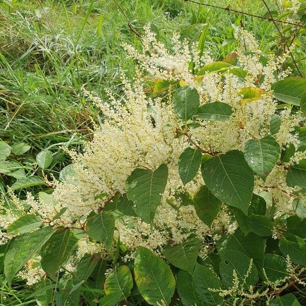 Reynoutria japonica Blomst